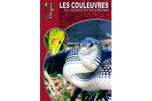 Les Couleuvres du genre Gonyosoma Guide Reptilmag